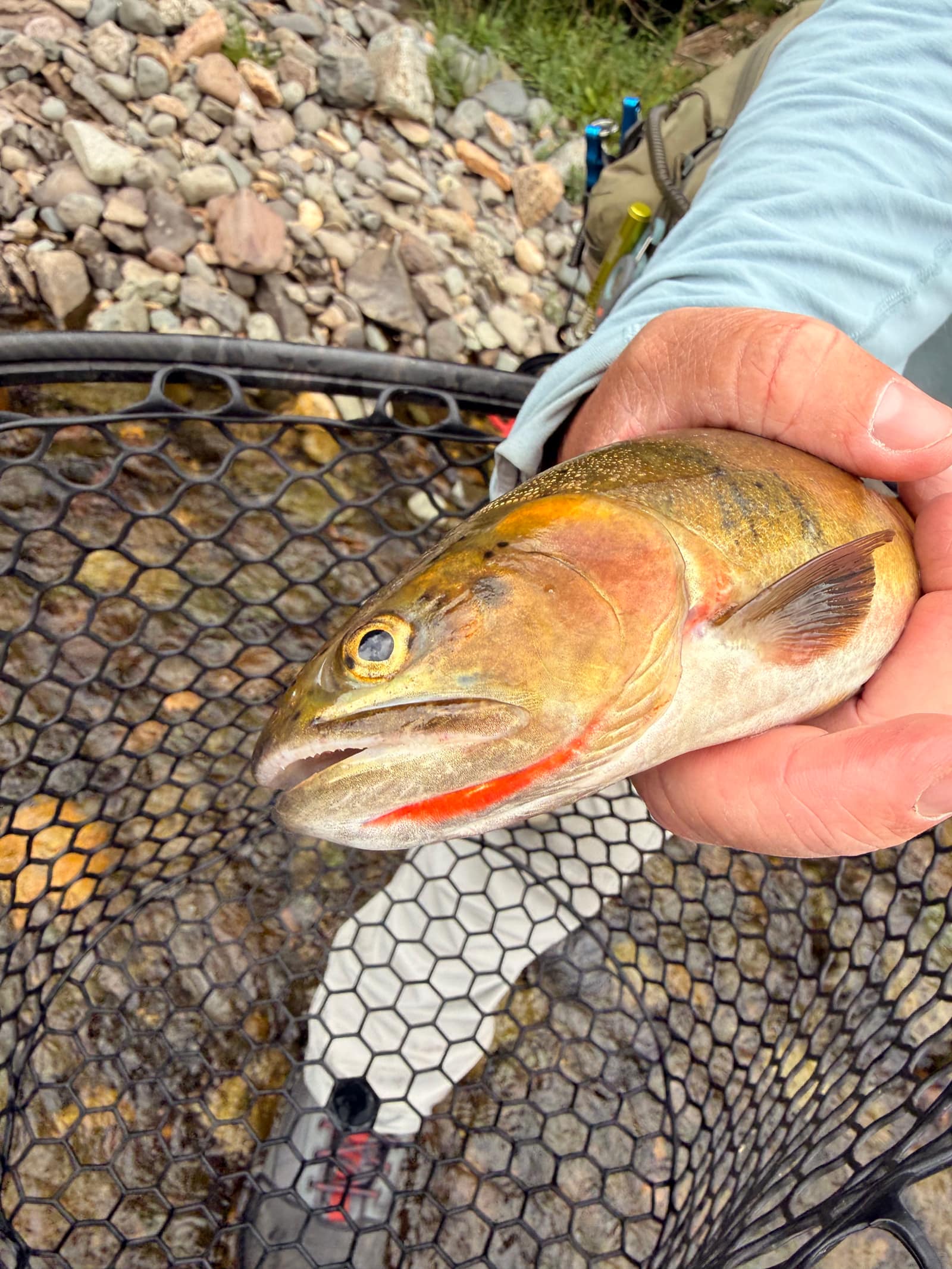 Close-up of a Rio Grande cutthroat trout's gold flank and crimson throat slash